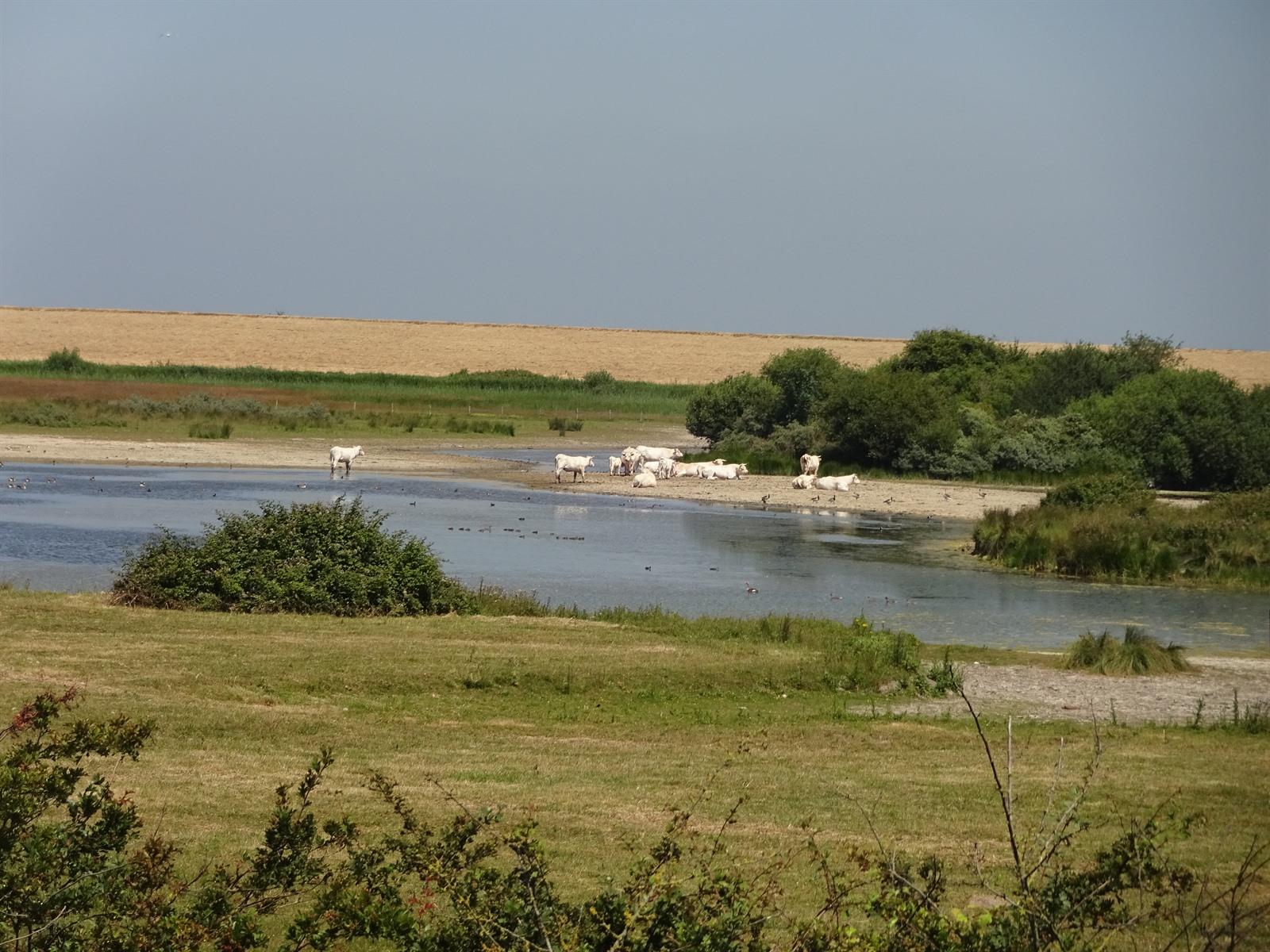 Fietslus vanuit Zierikzee naar het Watersnoodmuseum, rondje Schouwen en Duiveland oost