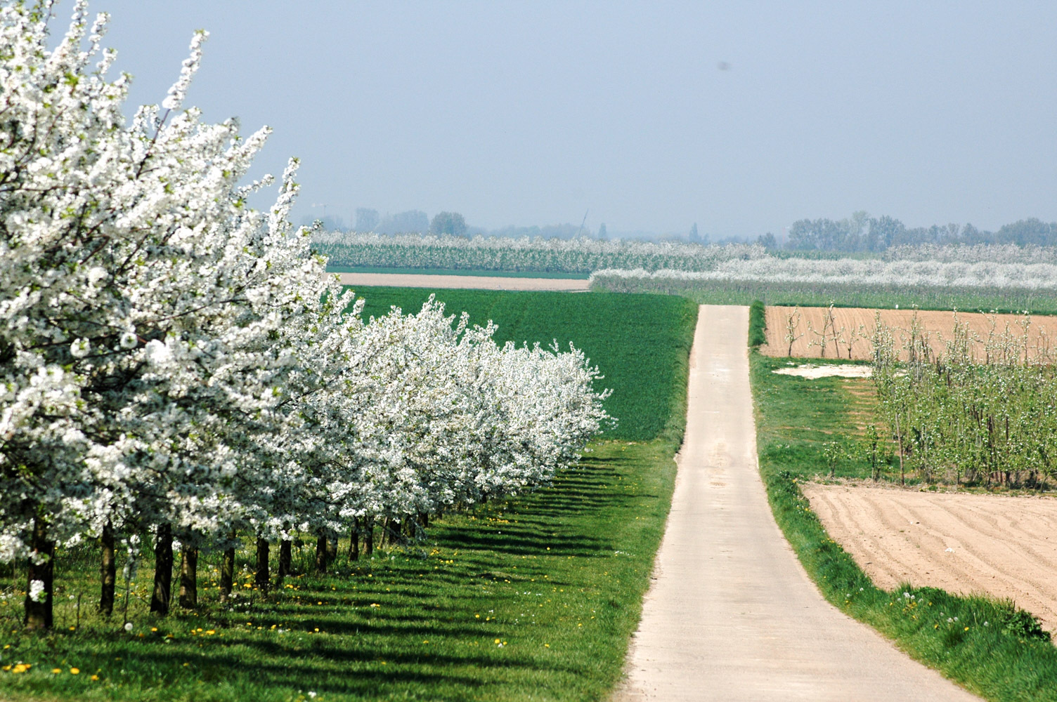 Bloesemfietsroute: Fietsen tussen de bloesems in de fruitstreek