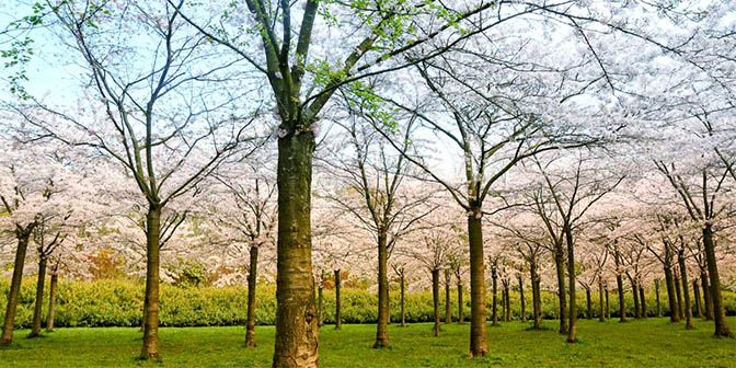 mooie plekken amsterdamse bos