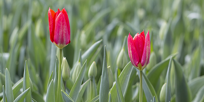 bollenvelden bezoeken bloeiende tulpen