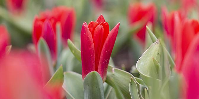 bloeiende tulp bollenstreek