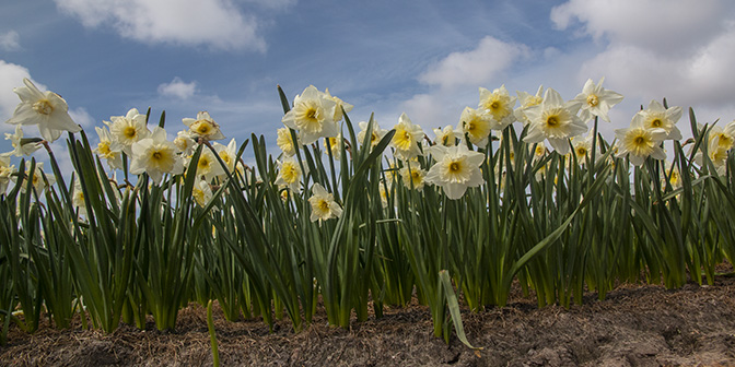 bollenvelden narcisse