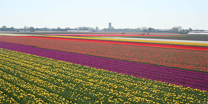 kleurrijke bollenvelden noord-holland