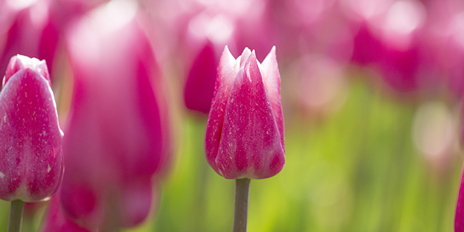 wandelen tulpenvelden noord-holland