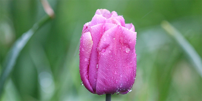 drenthe tulpen diever