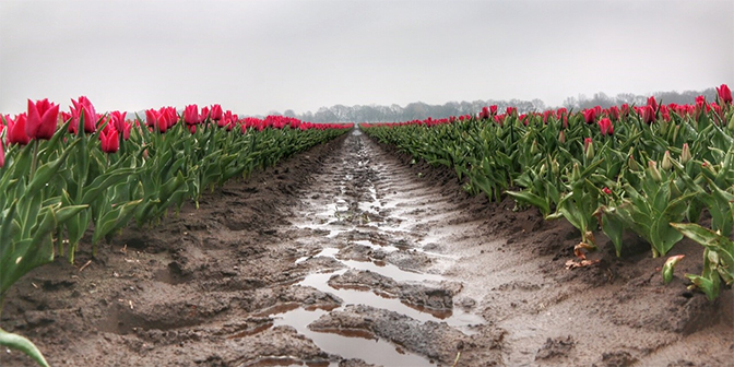 tulpenvelden bezoeken in drenthe