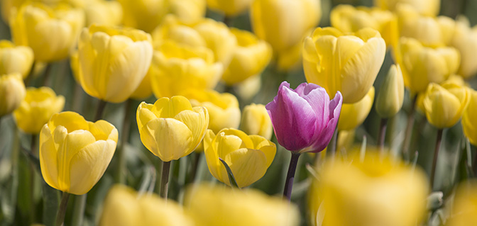 wandelen tulpen groningen