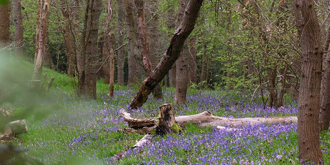 wildrijk noord-holland