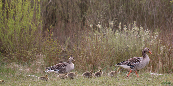 duinen noord-holland zwanenmeer