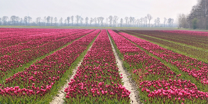 wandelen tulpenvelden flevoland