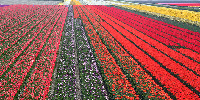 wandelen bollenvelden noord-holland