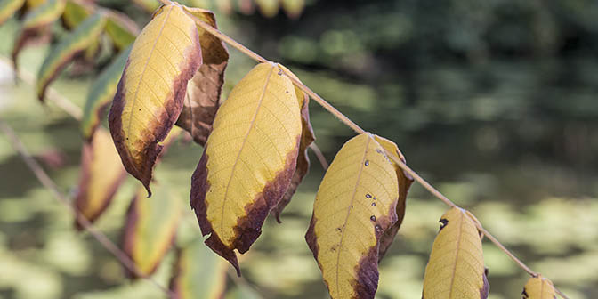 herfst botanische tuinen