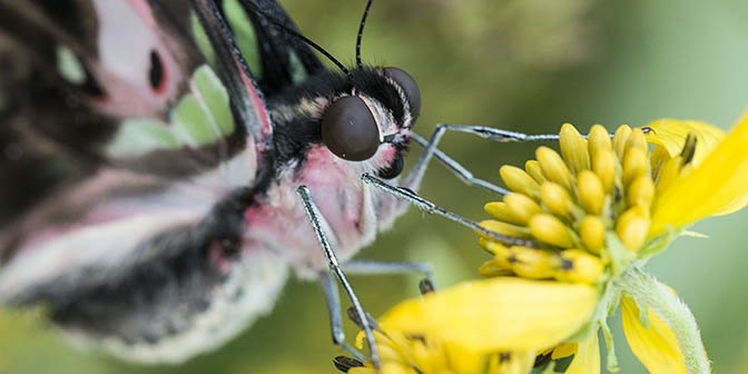 vlinders botanische tuinen utrecht