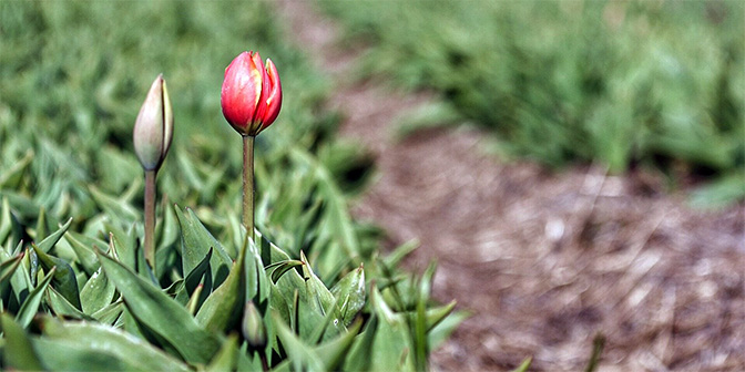 tulpen schagen