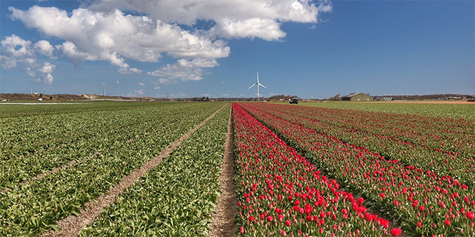 tulpenvelden sint maartenszee noord-holland