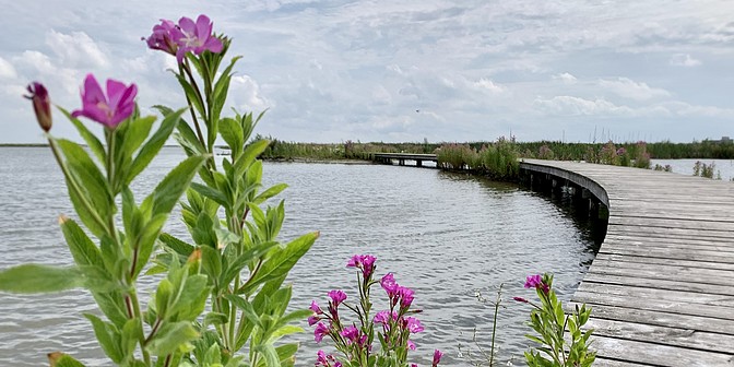 wandelen marker wadden